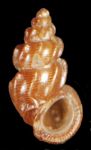 Una Manzonia crassa particulare
